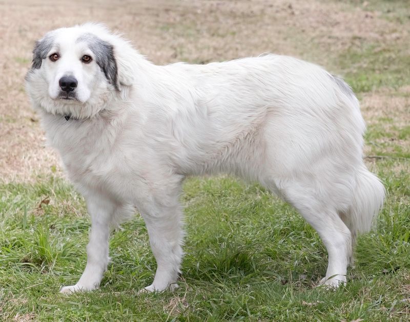 Great Pyrenees