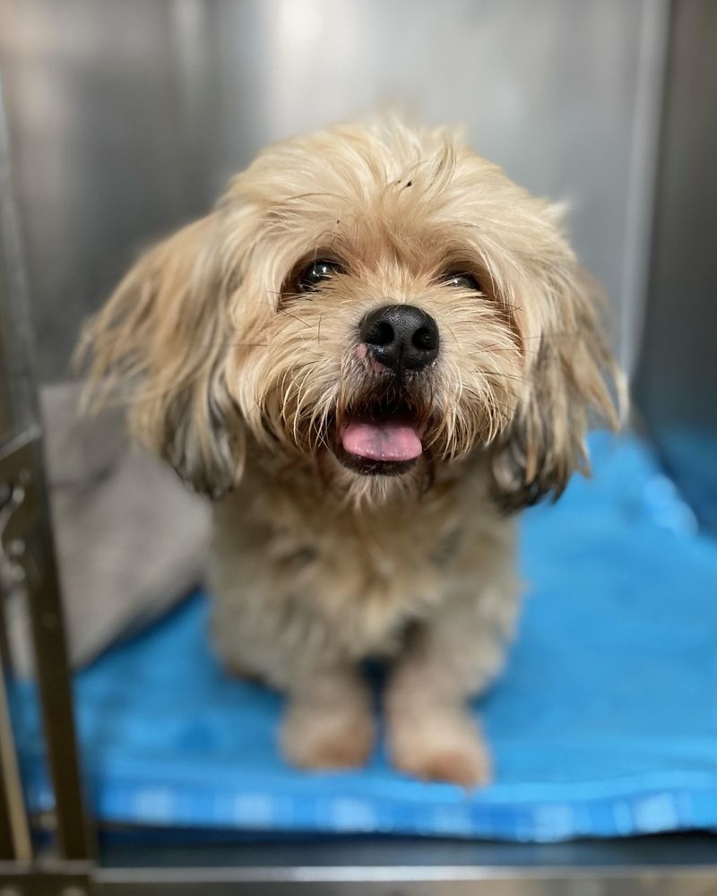 Lhasa Apso