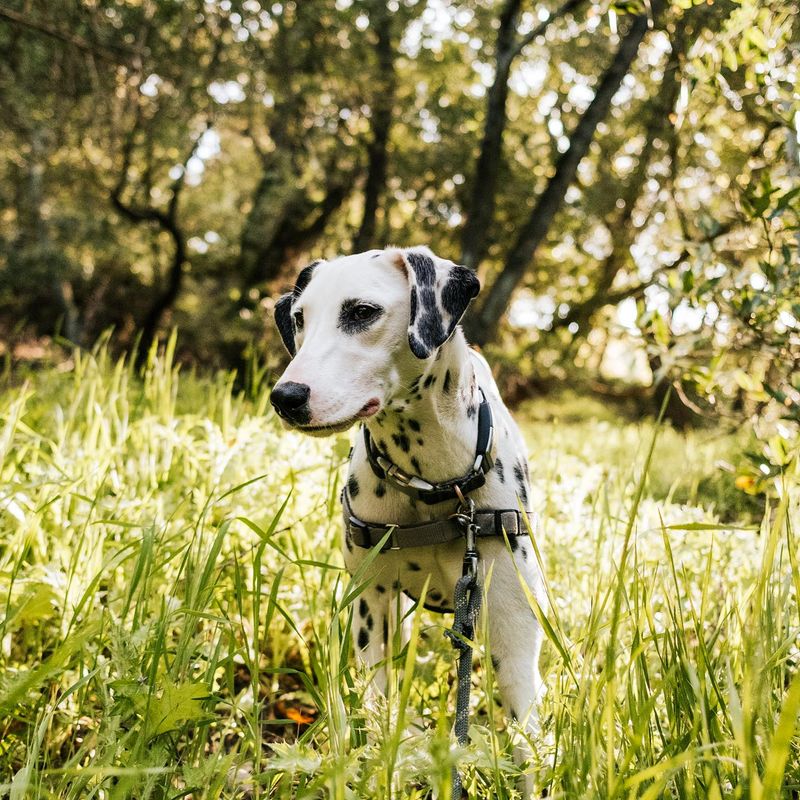 Dalmatian