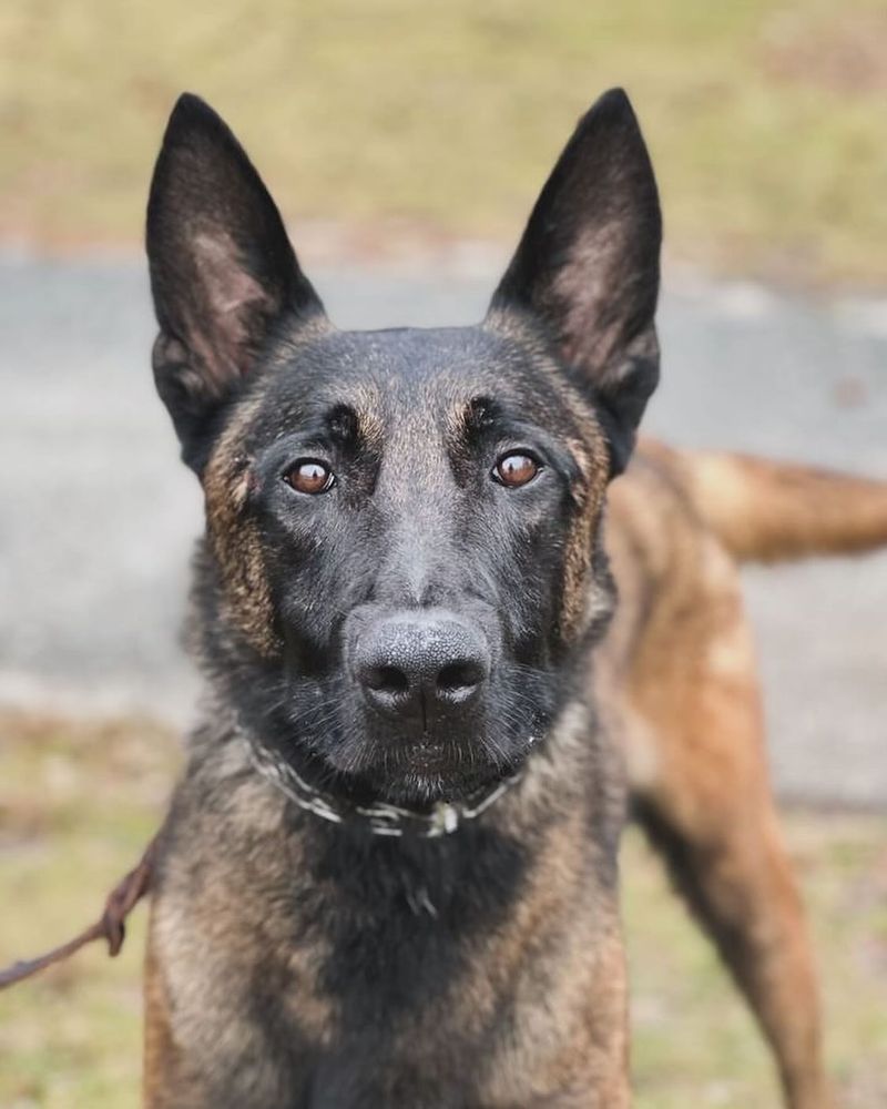 Belgian Malinois