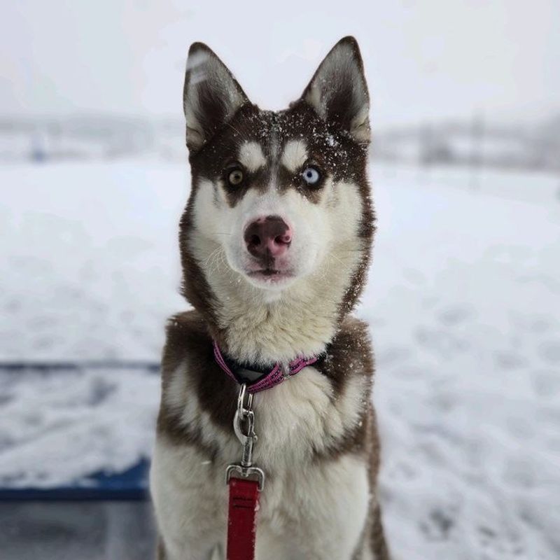 Siberian Husky