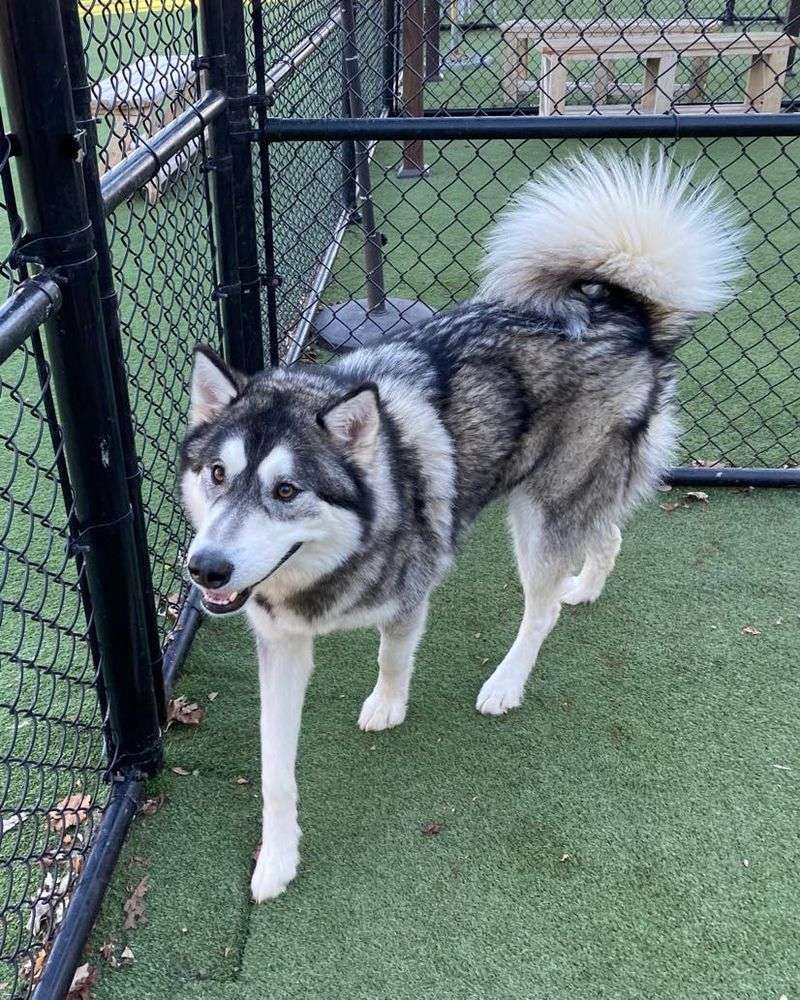 Alaskan Malamute