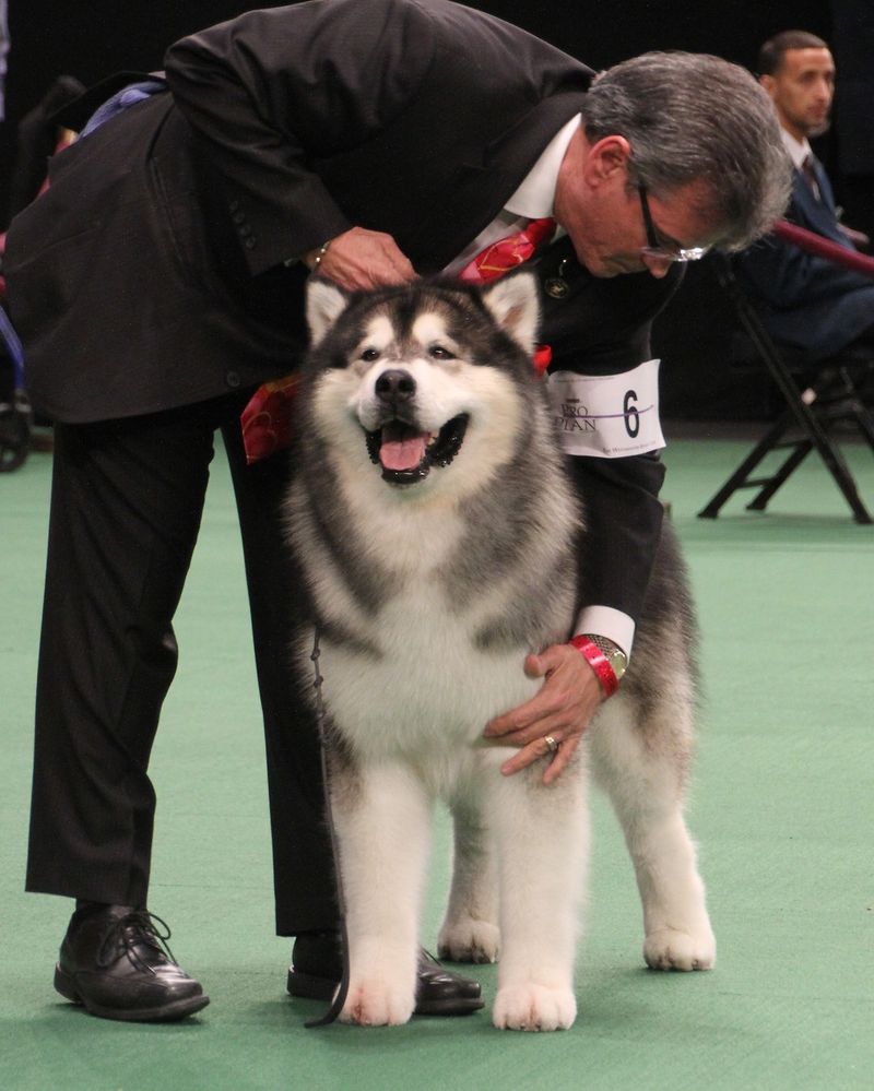 Alaskan Malamute