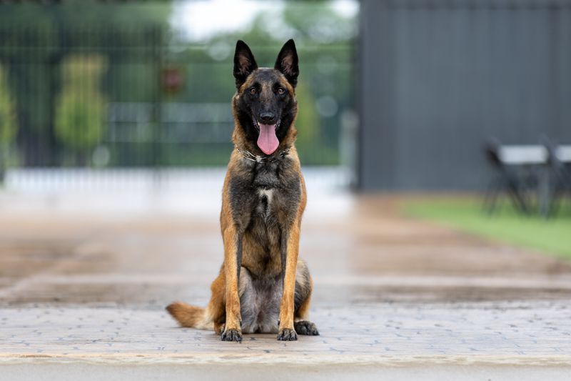 Belgian Malinois