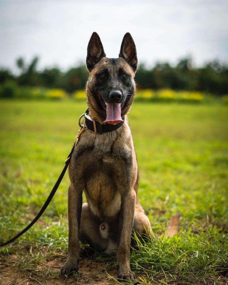 Belgian Malinois