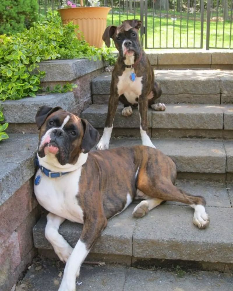 Boxer