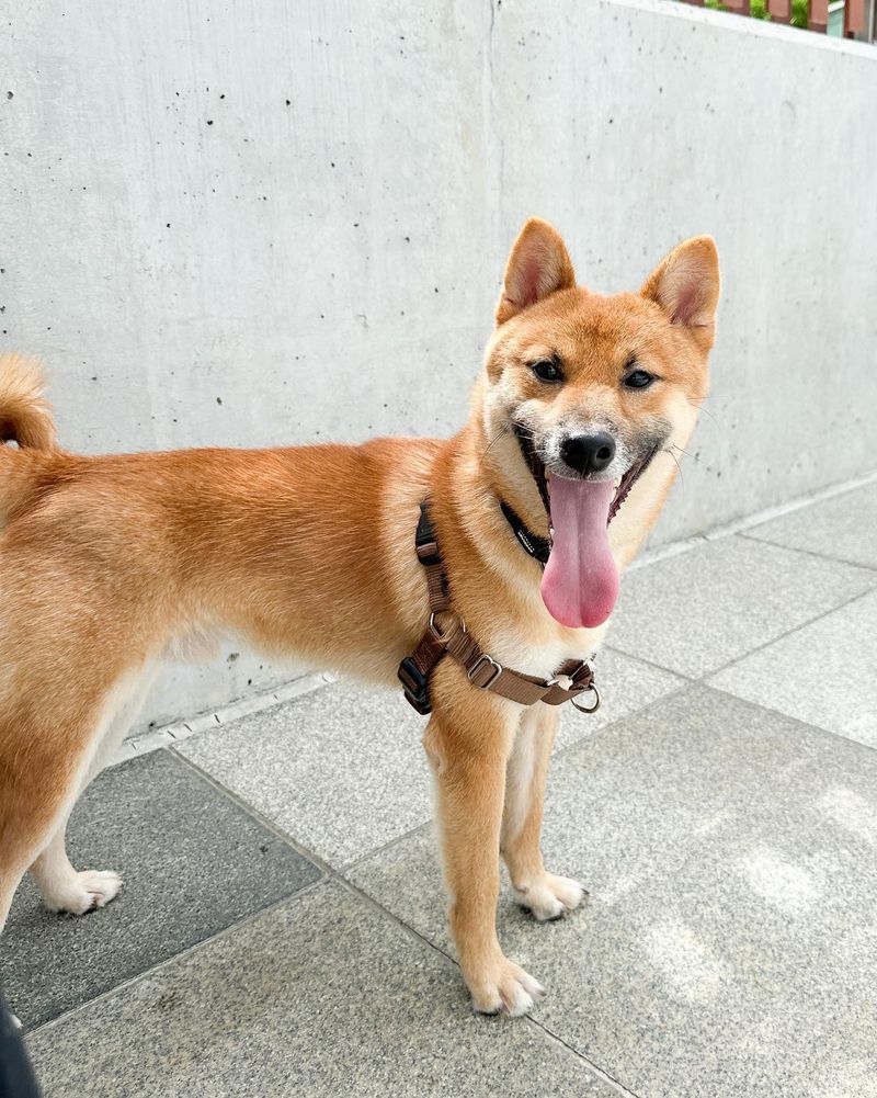 Shiba Inu