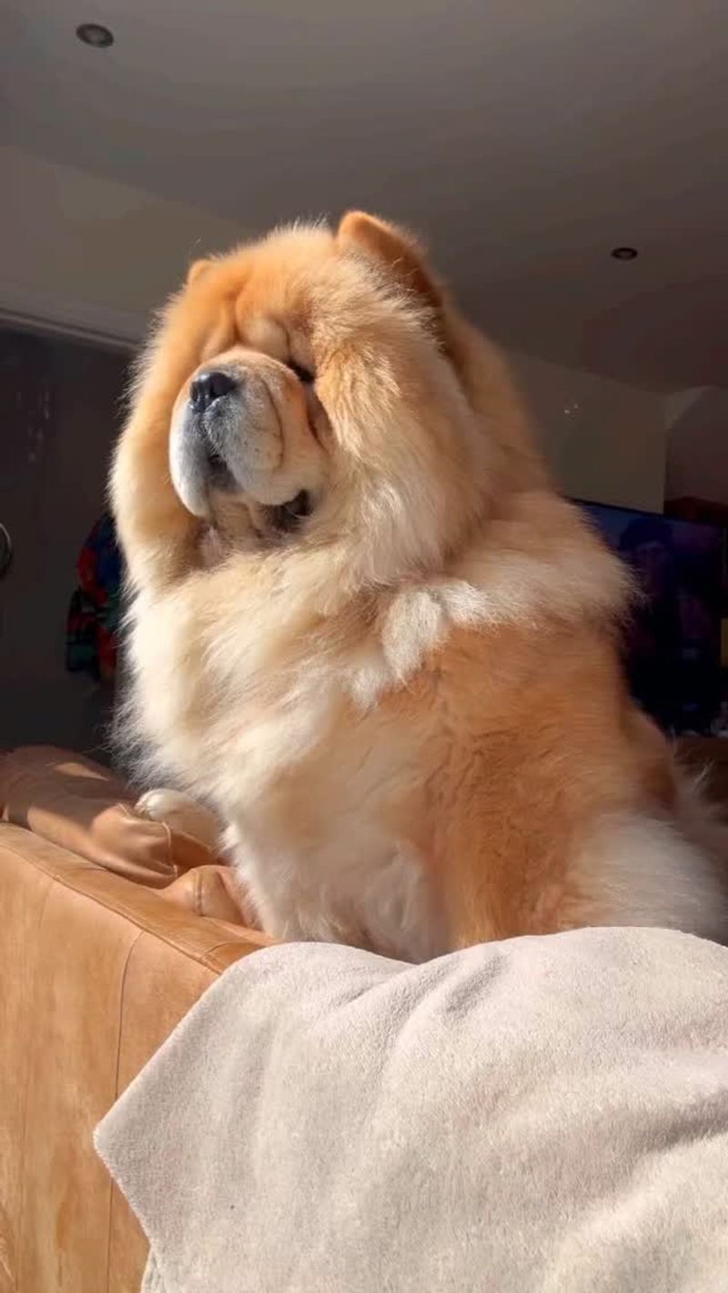 Chow Chow