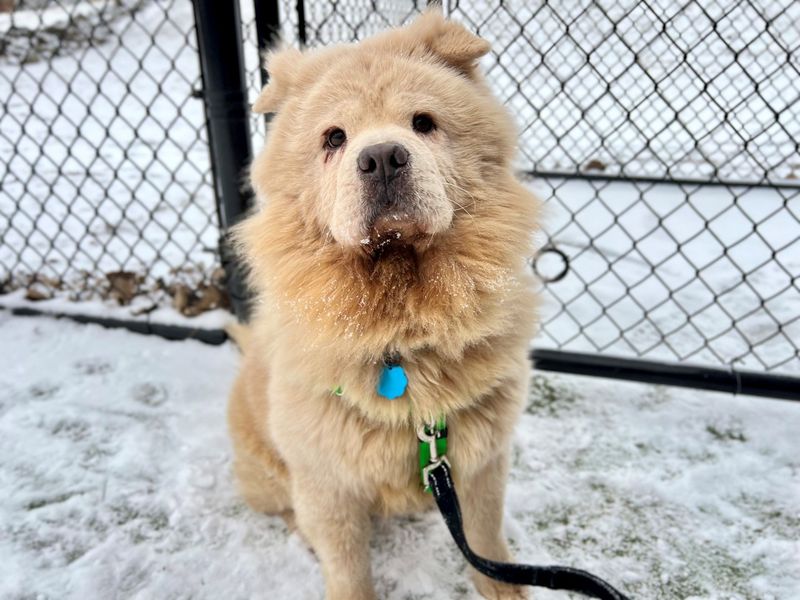 Chow Chow
