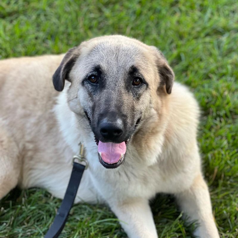 Anatolian Shepherd