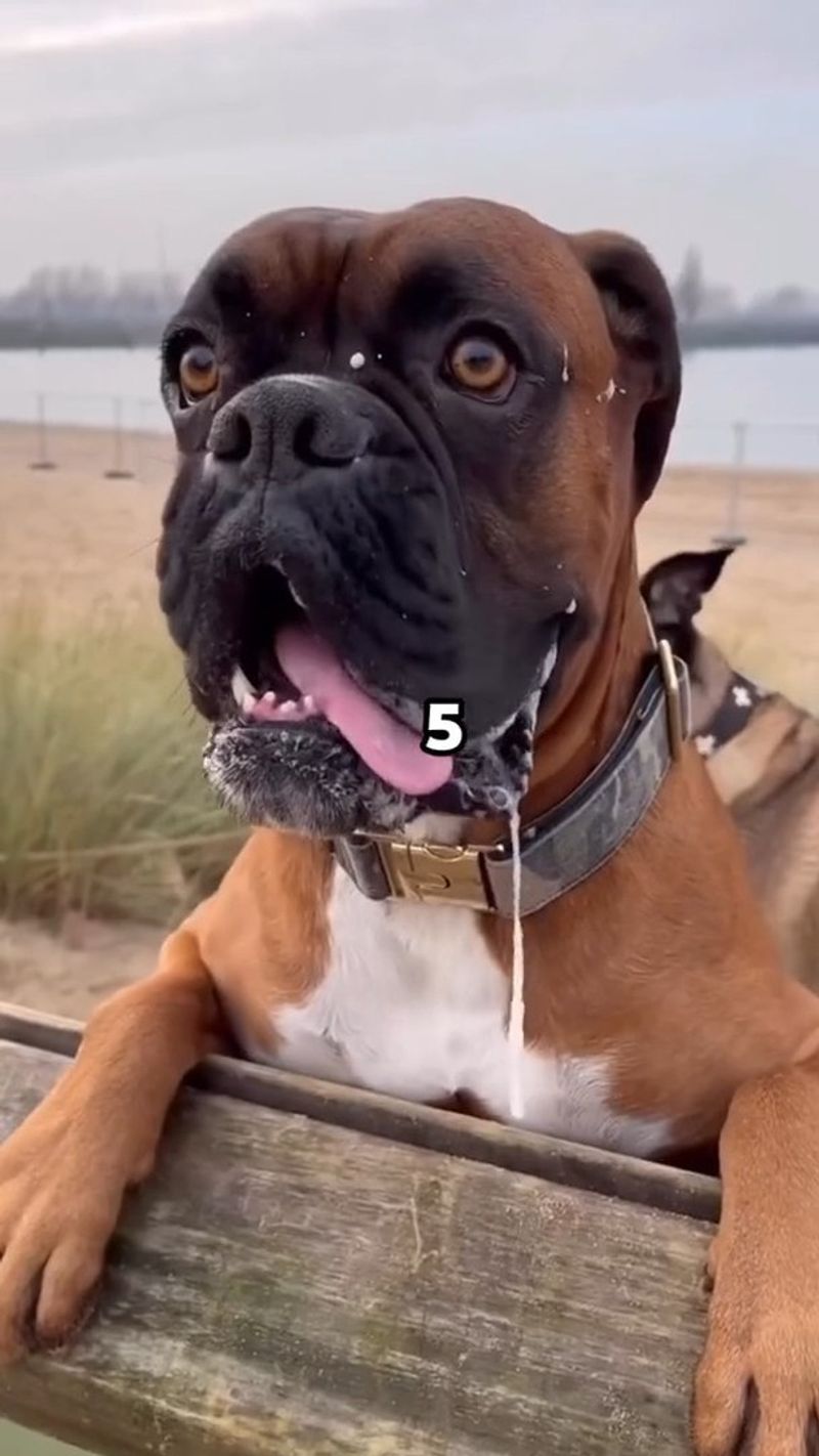 Boxer