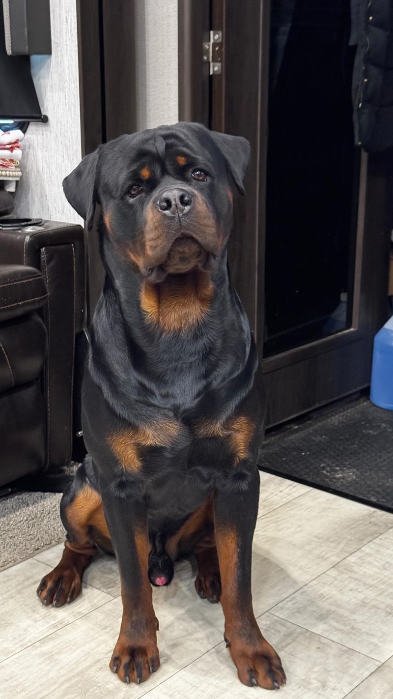 Rottweiler
