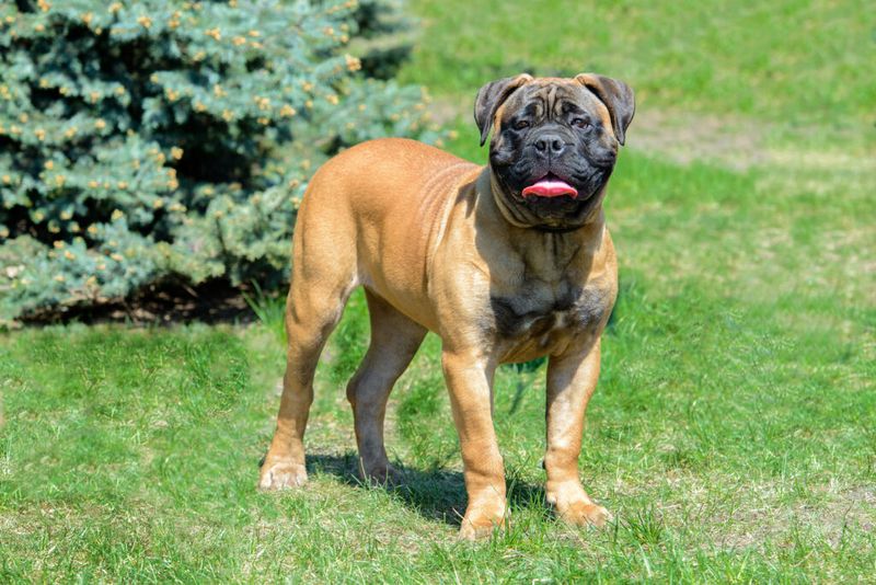 Bullmastiff