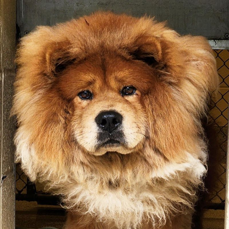 Chow Chow