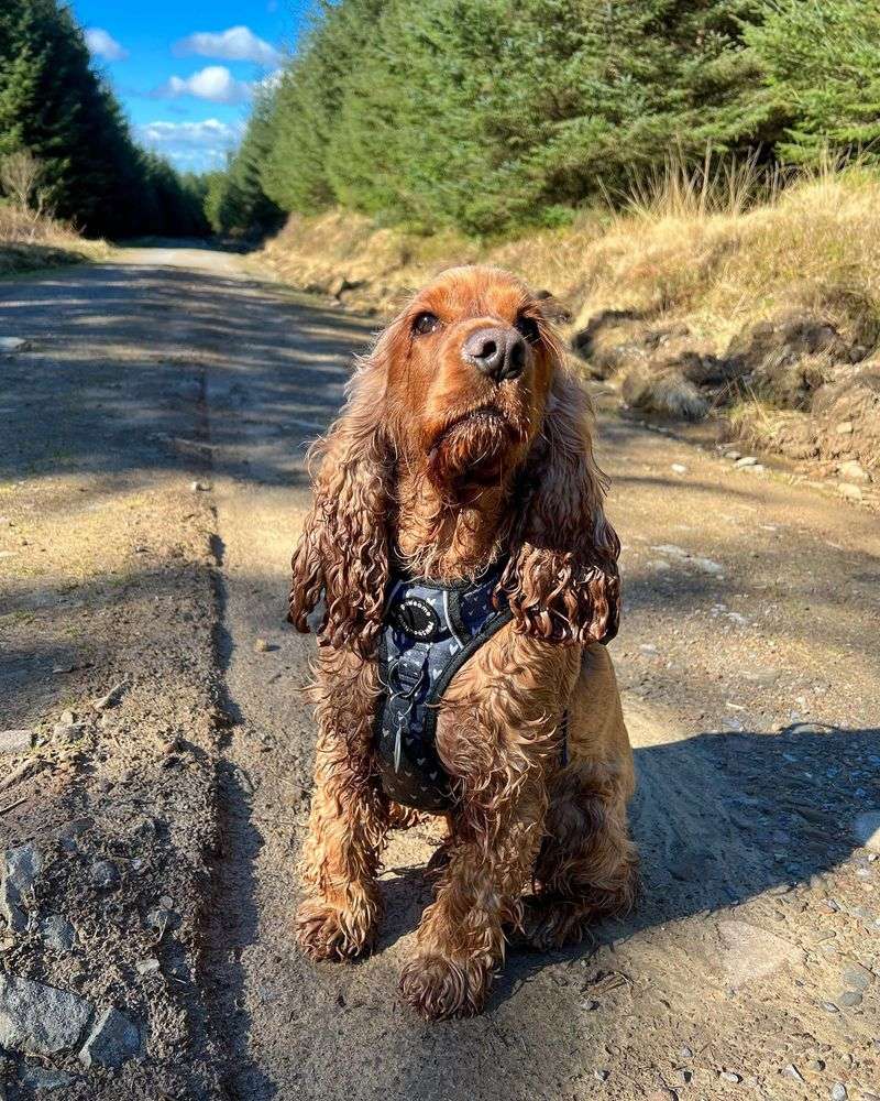 Cocker Spaniel