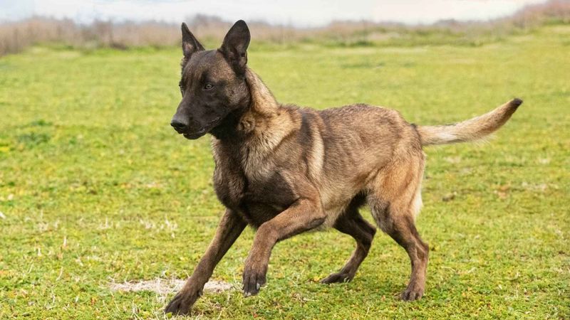 Belgian Malinois