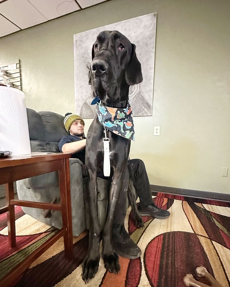 Great Dane