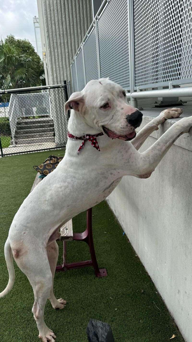 Dogo Argentino