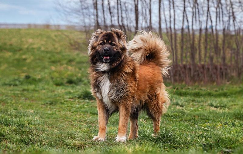 Caucasian Shepherd Dog