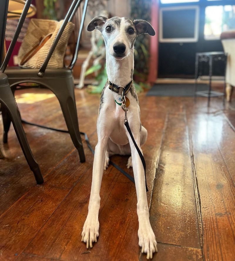 Whippet