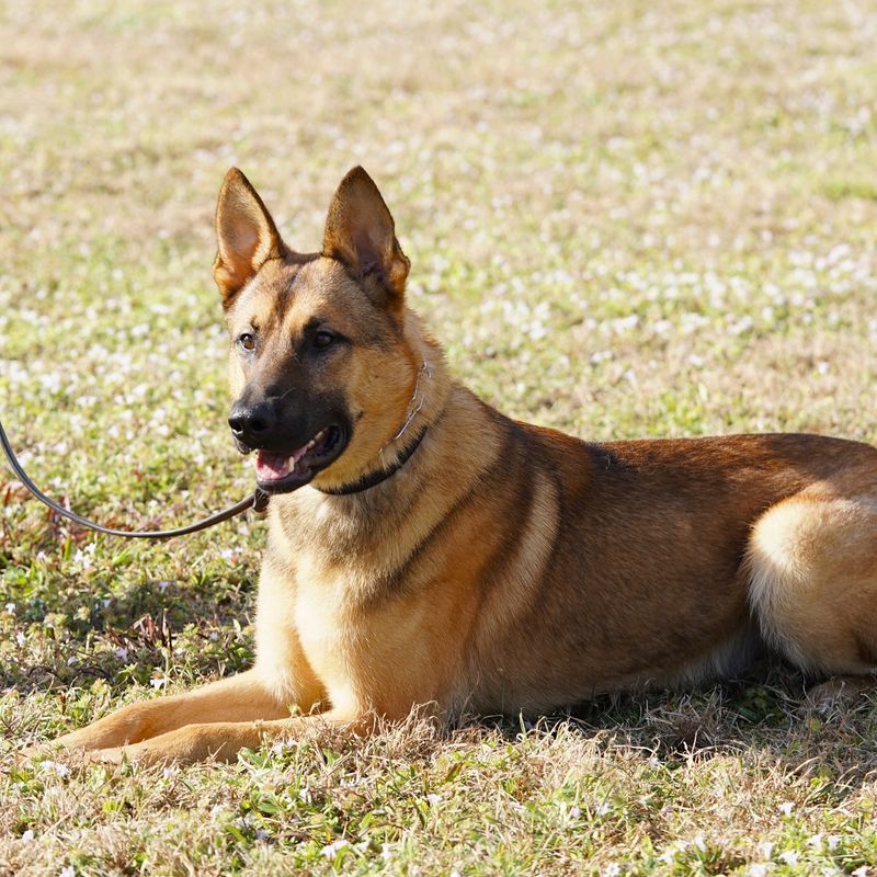 Belgian Malinois