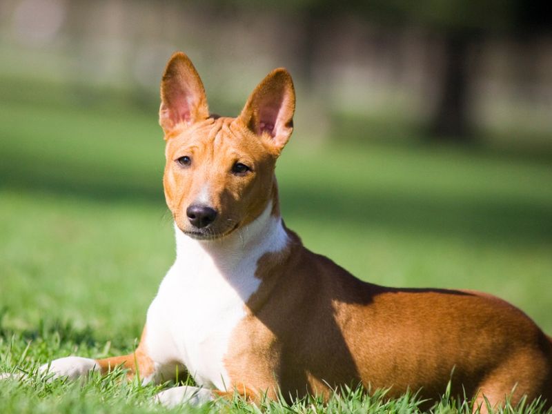 Basenji