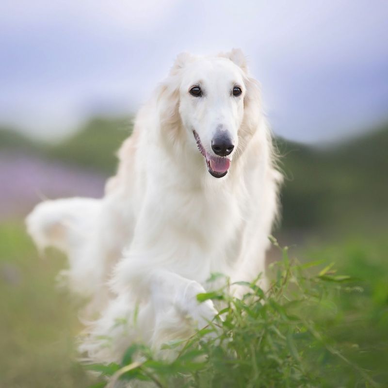 Borzoi