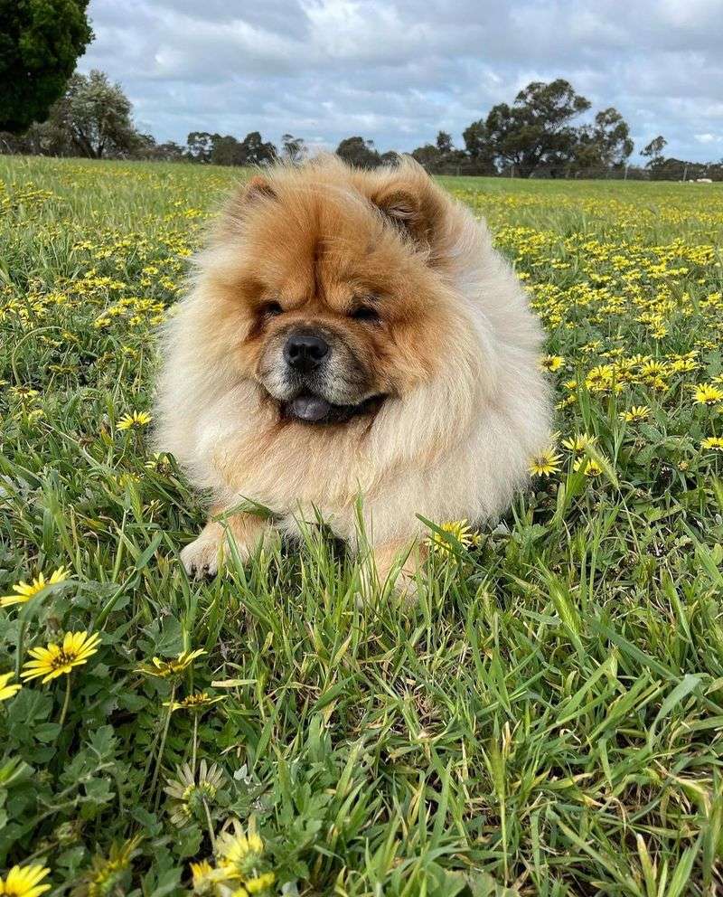 Chow Chow