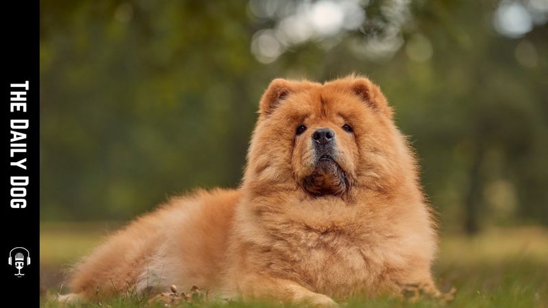 Chow Chow