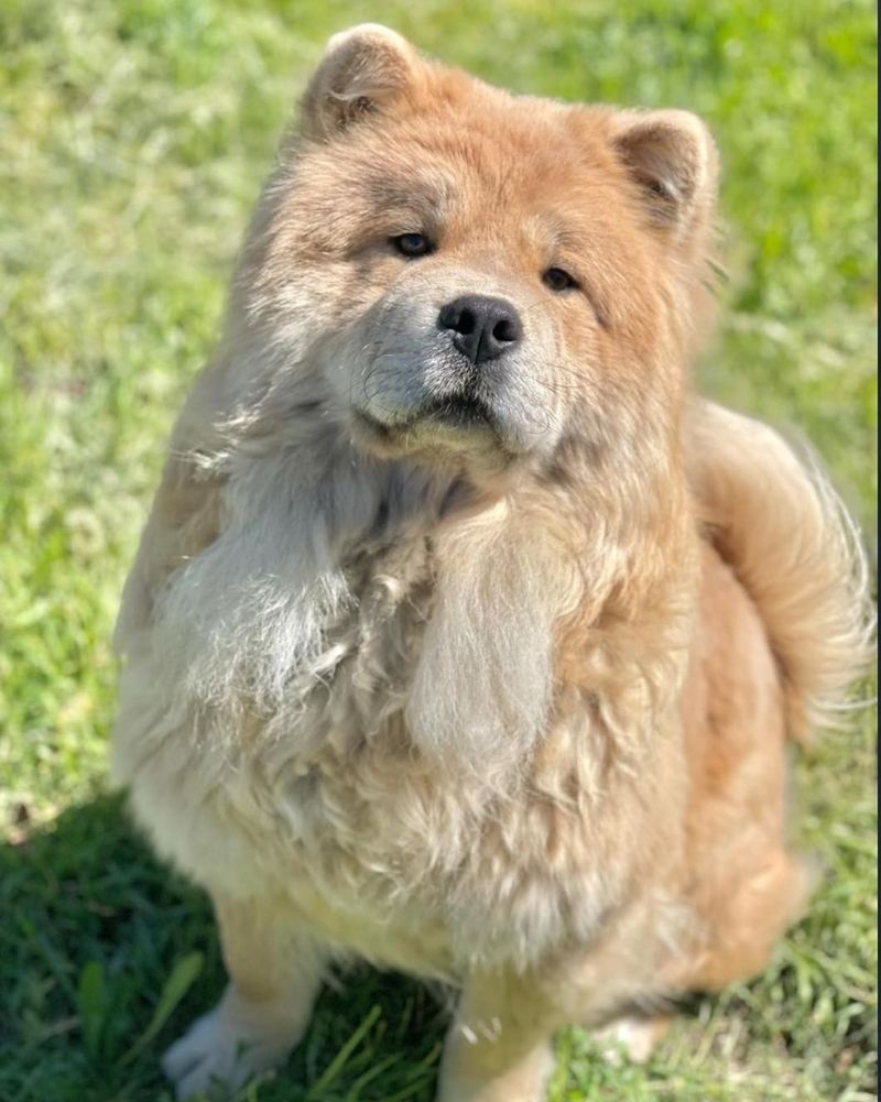 Chow Chow