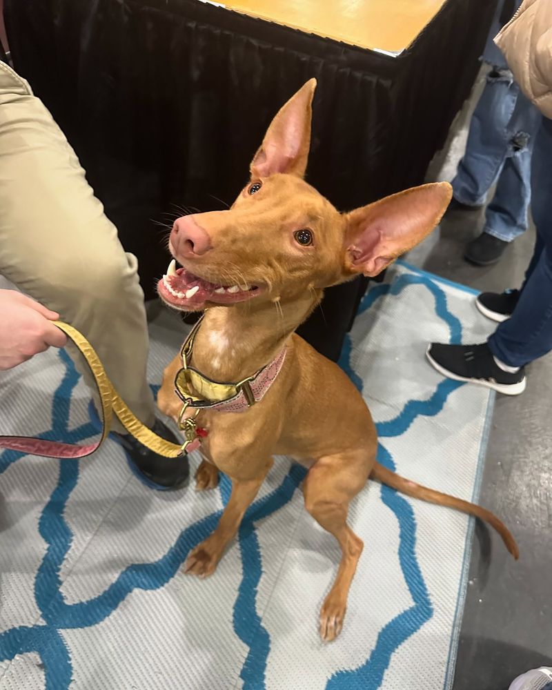 Pharaoh Hound