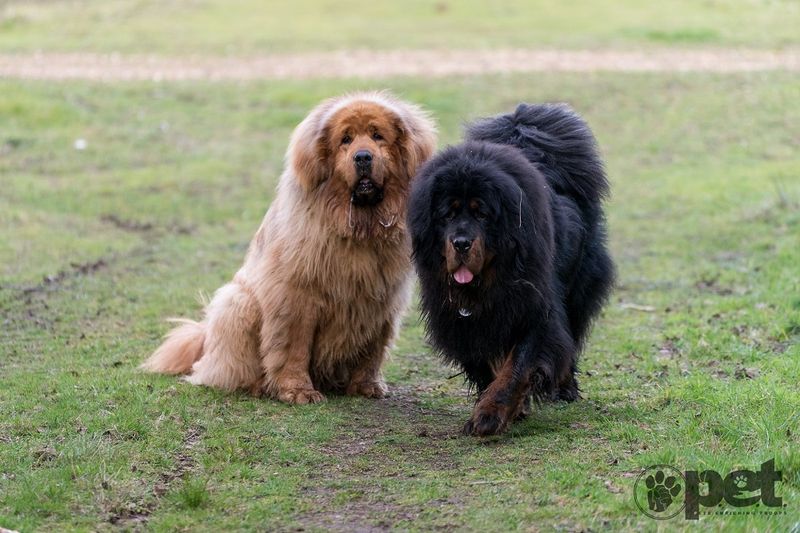 Tibetan Mastiff
