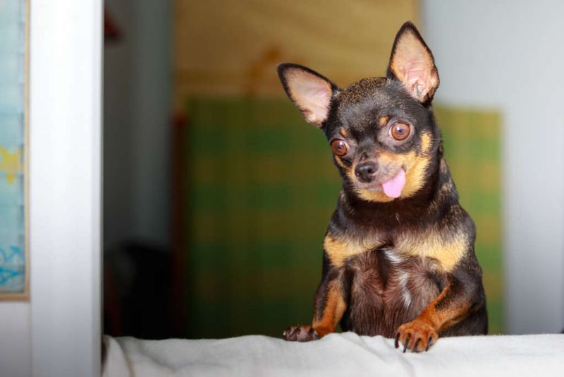Chihuahua