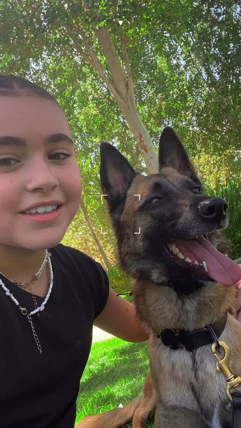 Belgian Malinois