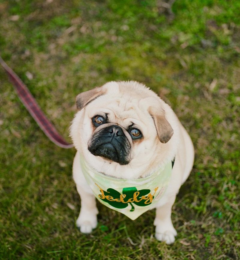 Pug