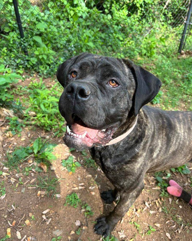 Mastiff