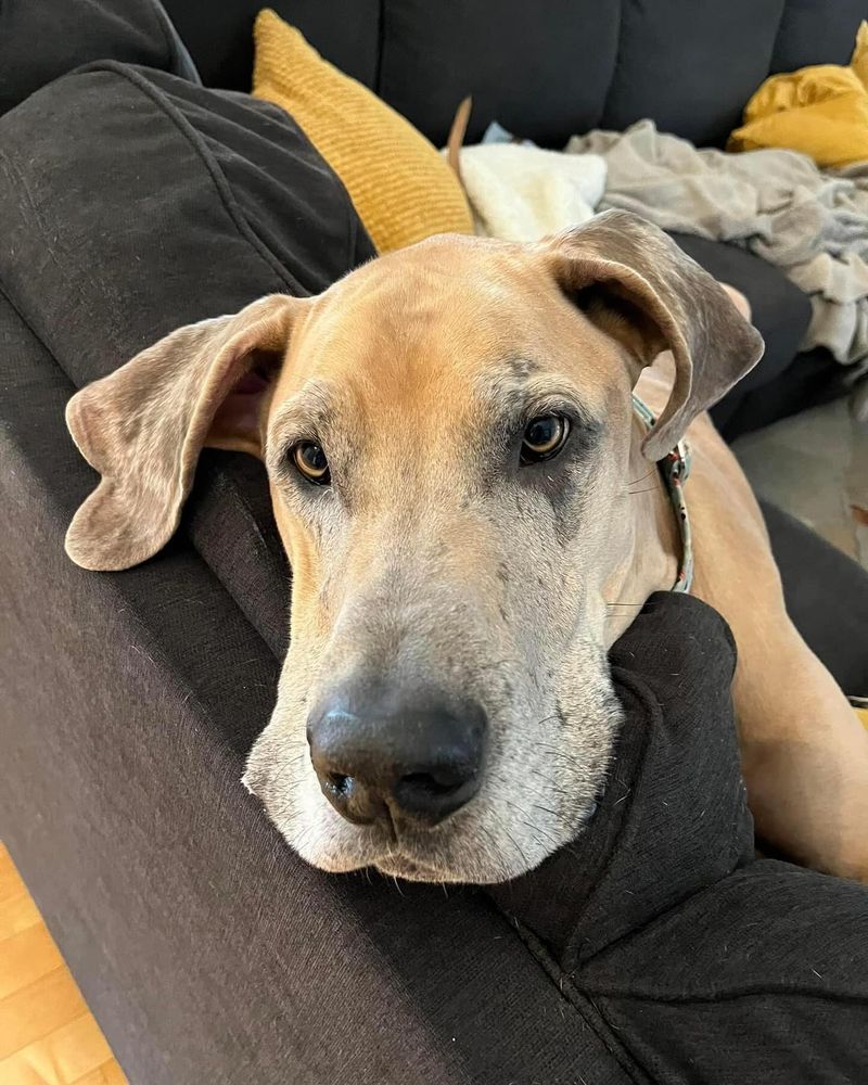 Great Dane