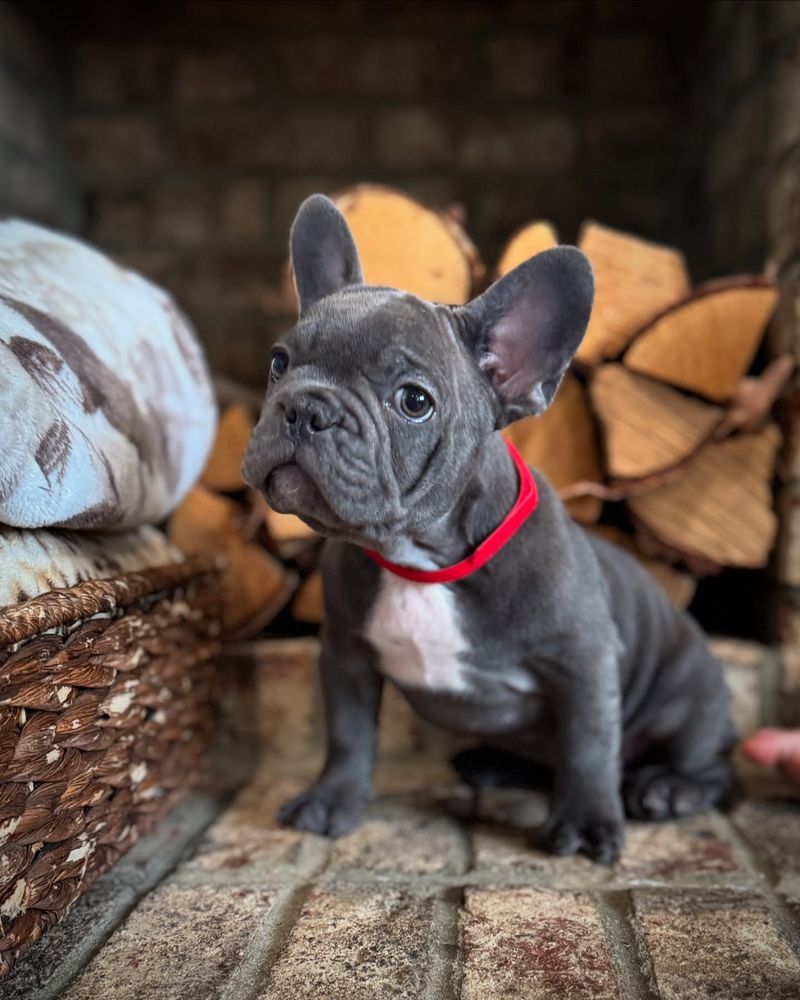 French Bulldog