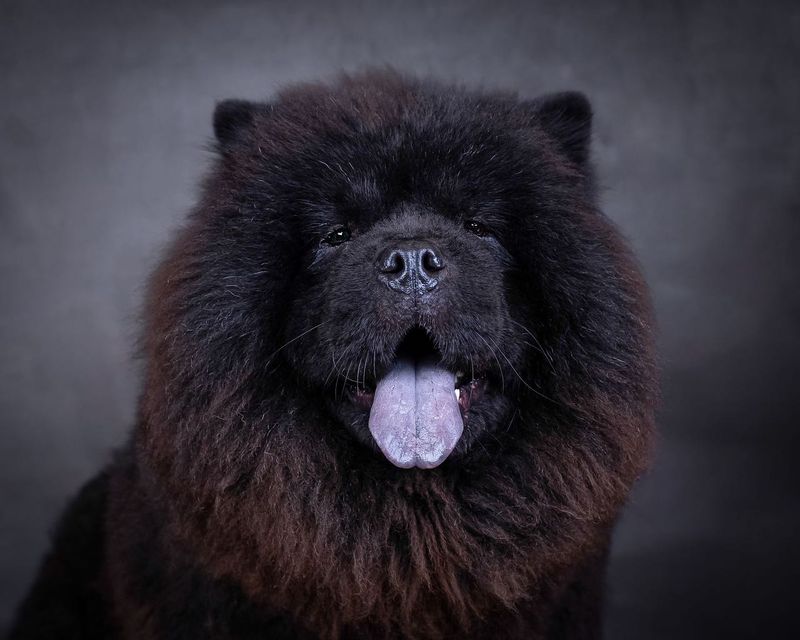 Chow Chow