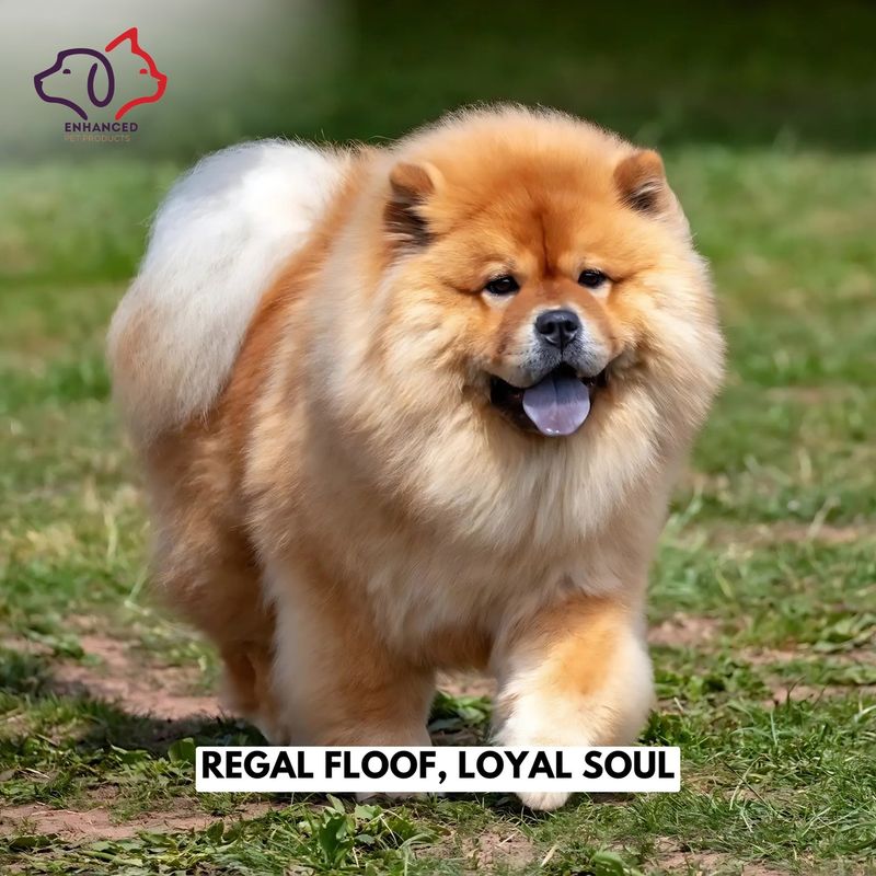 Chow Chow