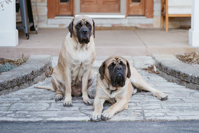 Mastiff