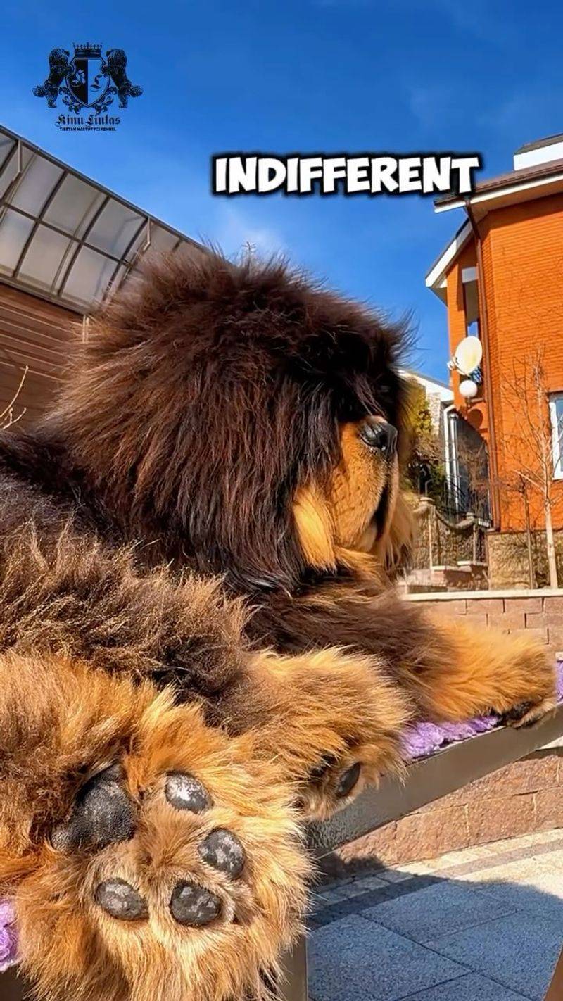 Tibetan Mastiff