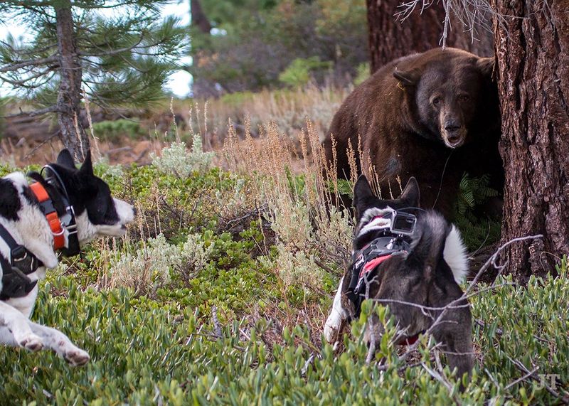 Karelian Bear Dog