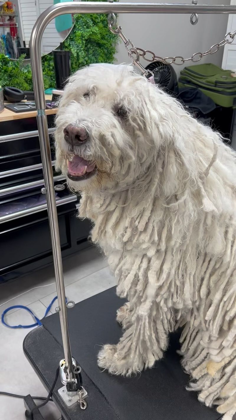 Komondor