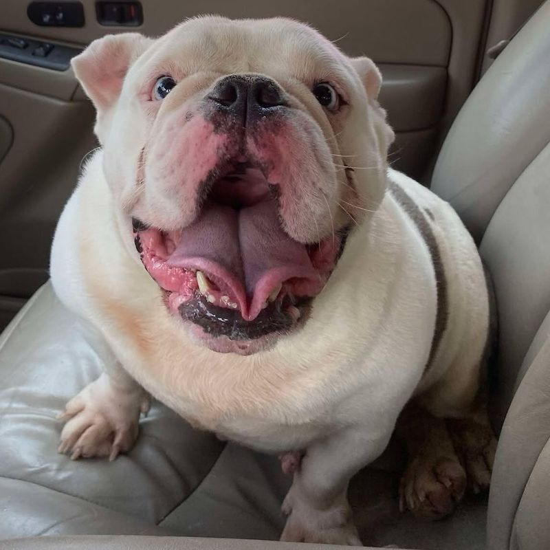 Bulldog