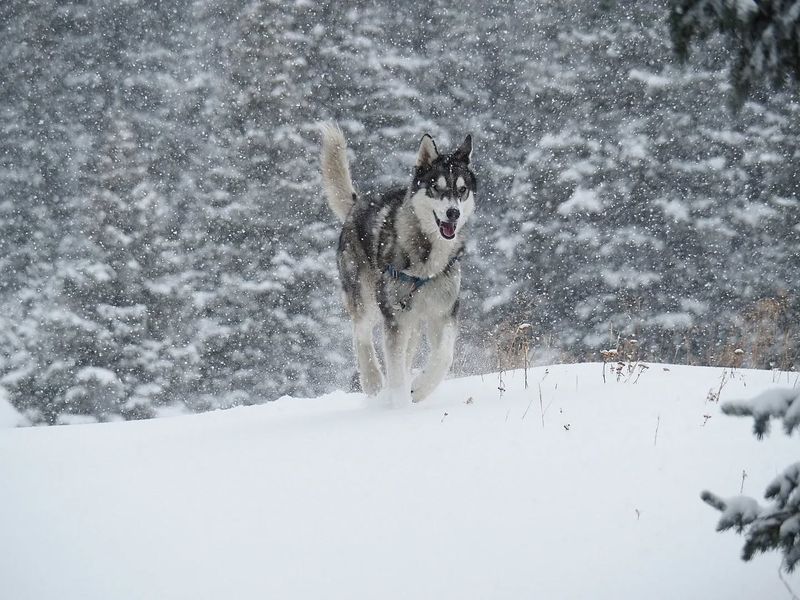 Siberian Husky