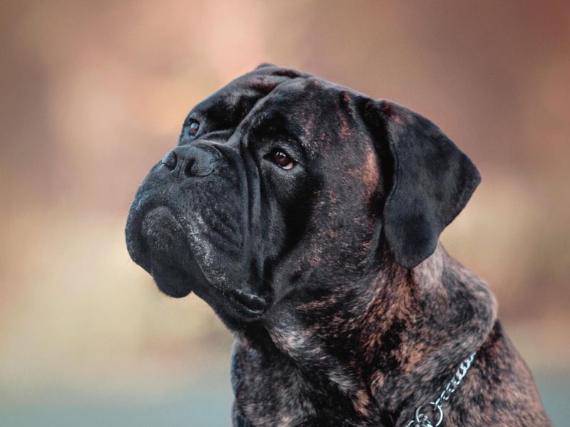 Bullmastiff