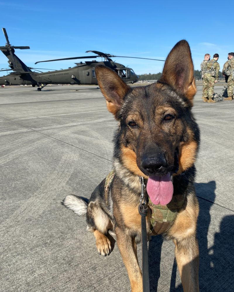 German Shepherd