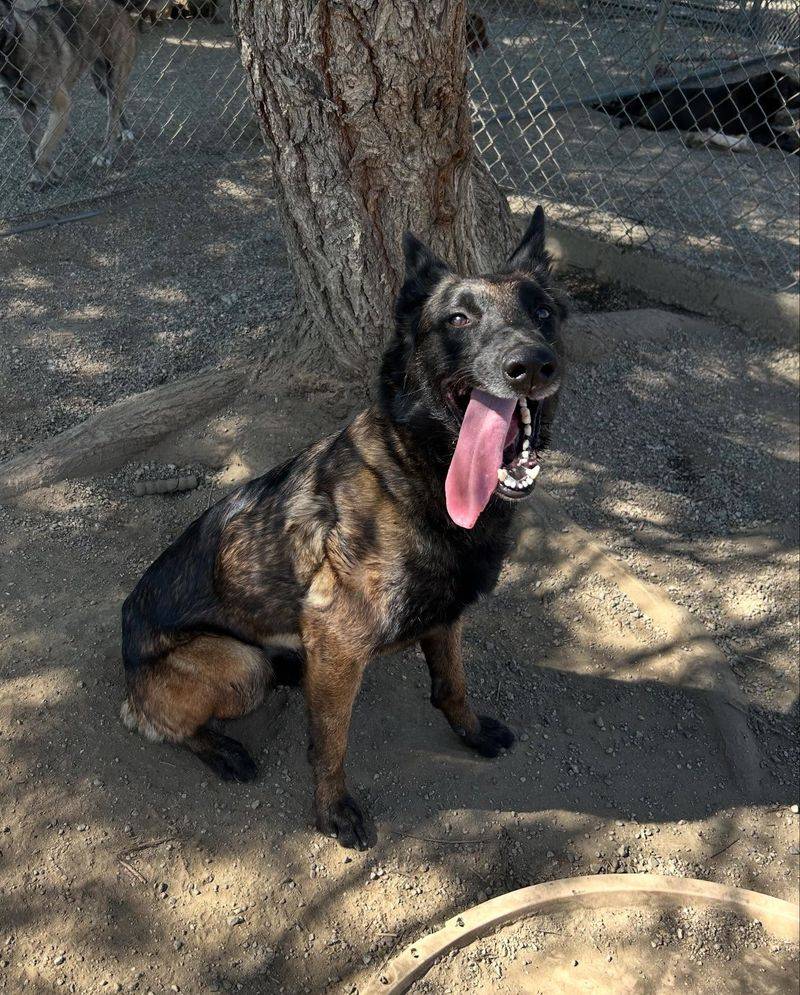 Belgian Malinois
