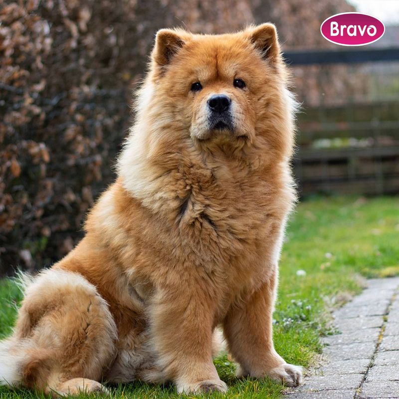 Chow Chow
